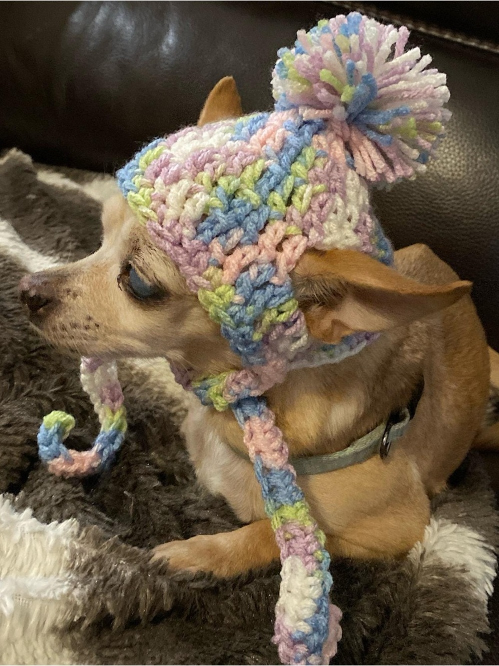 Dog Hat Small Dog Crochet Hat Spring Fling